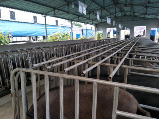 罗云：坚持养老百姓吃得起的芸艺茶香生态野猪肉