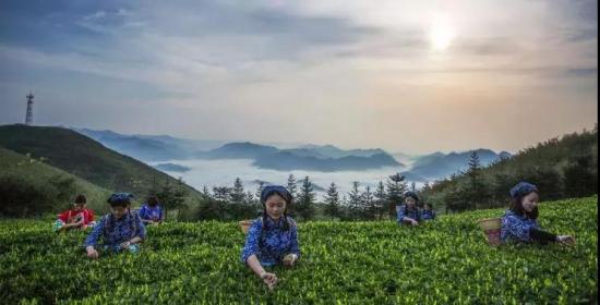 备战第四届黑茶文化节丨云台山：那一缕悠悠茶香