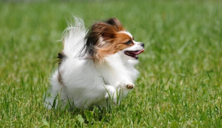 翼龙贷坚守服务三农第一方阵