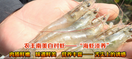 农丰虾王南美白对虾养殖 让养殖农户实现致富奔小康