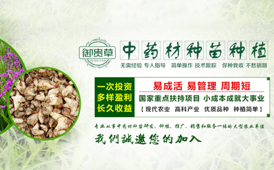 贵州华科金农生态农业发展有限公司 跟御贵草白芨合作准成功