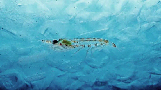 【VIK威克纯磷虾油】带你揭秘南极动物强壮长寿的秘密——南极磷虾