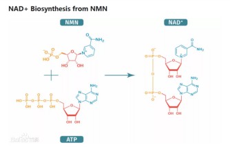 NMN成抗衰主流，ONSTIN提质降价自我革新