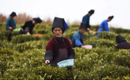  来万达丹寨茶园认领一亩“智慧茶园”,助农帮扶乐在其中！ 