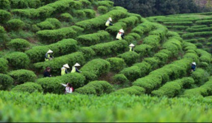  新的春天新气象，万亩丹寨茶园“自然生长”