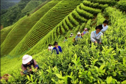 认领茶园的“渠道”，丹寨拥有“独特”地理优势