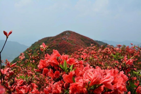 五一去参加“丹寨杜鹃花节”，各色美景“赏心悦目”