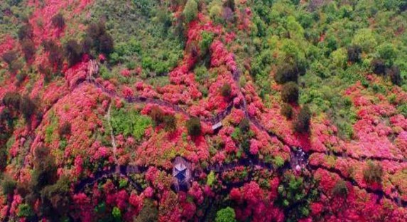 五一小长假打卡丹寨杜鹃花节，感受成丛成簇“花海”