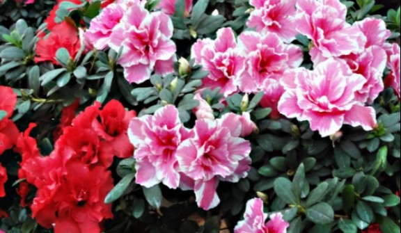 又是一年“好春光” , 丹寨龙泉山杜鹃花节“静待客来”