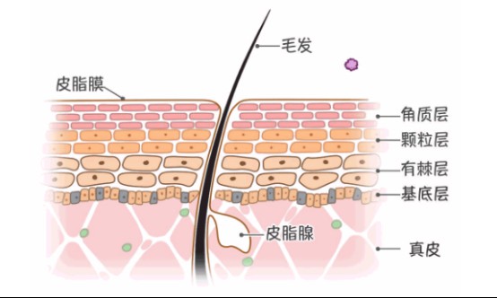 告别泛红肌，杜莎之谜去红瓶给你献上抗炎修复新体验