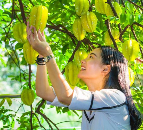 醉美下河多彩杨桃周末一起到云霄摘杨桃吧